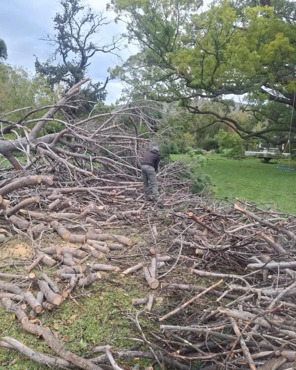 Certified arborist Somerset West