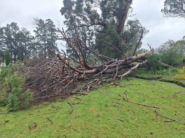 Cape Canopy Tree professional team Cape Town