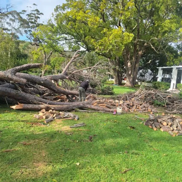 Tree felling team Cape Town