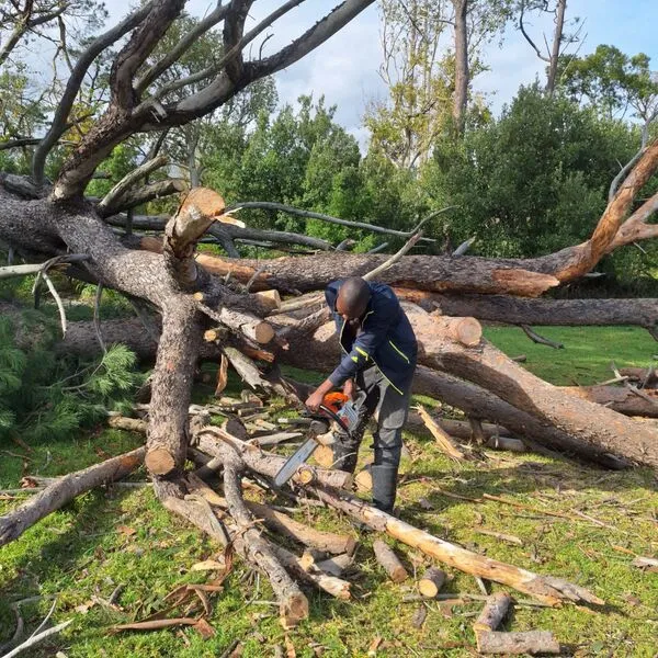 Arborist working in tree Cape Town