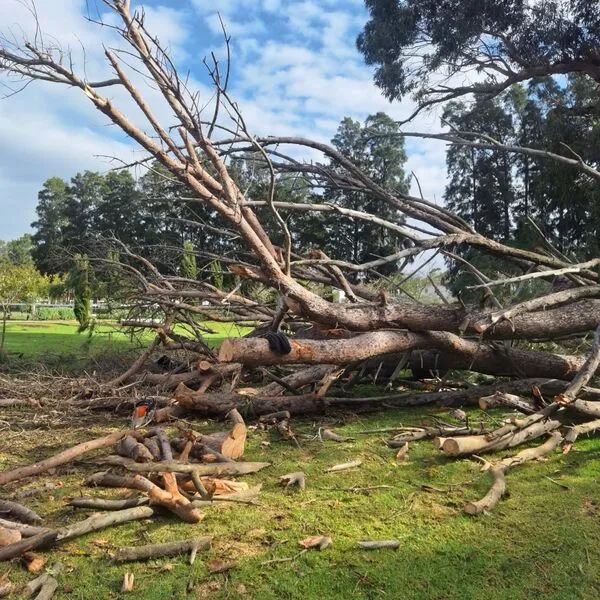 Professional tree climbing Somerset West