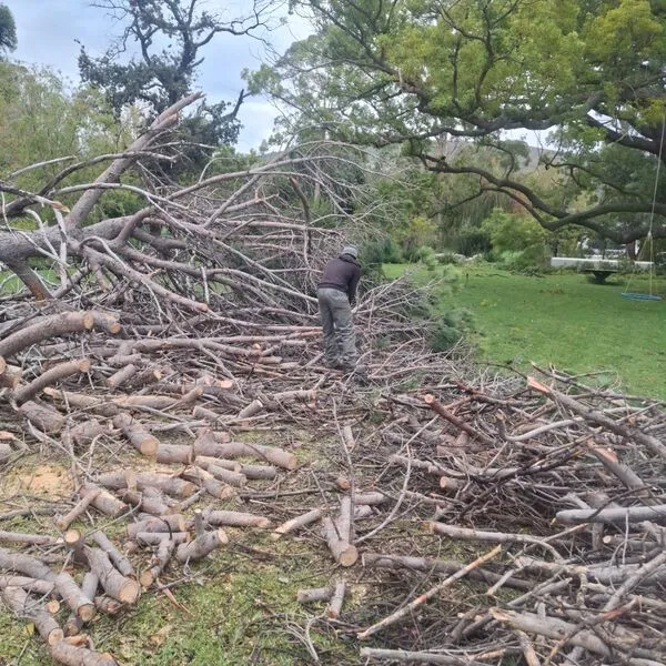 Tree canopy work Cape Town