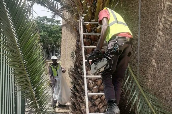 Hazardous branch removal Cape Town