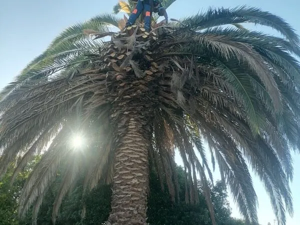 Palm pruning Constantia