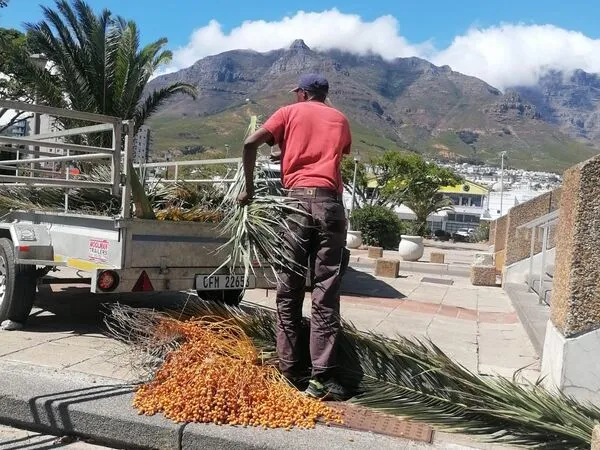 Emergency tree removal Cape Town