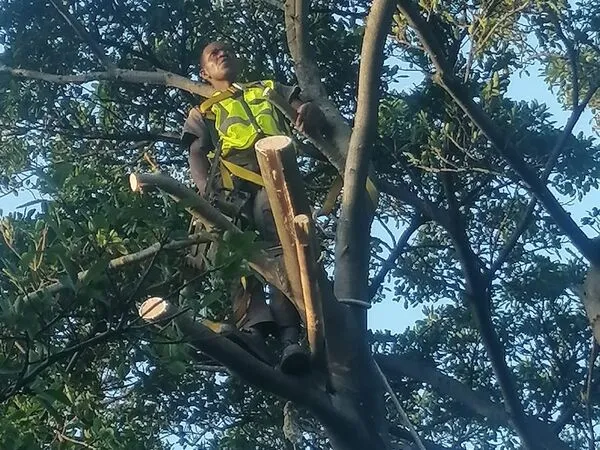 Palm maintenance Claremont