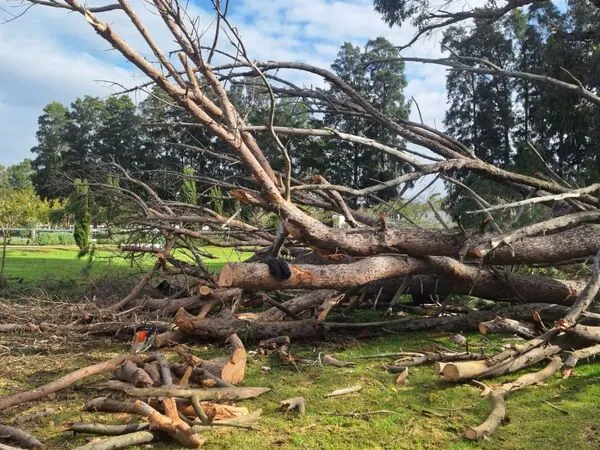 Professional tree felling service Cape Town