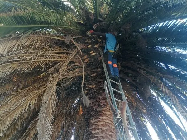 Palm tree pruning Cape Town