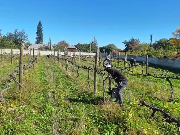 Tree pruning Constantia Cape Town